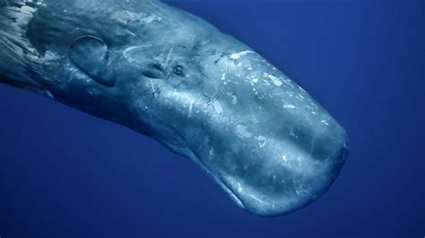 À quoi ressemble le pénis dune baleine